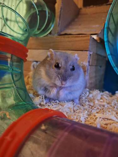 05f57cb38caf3f87f7d6cf79e64b1d4aca2d3441_2_375x500