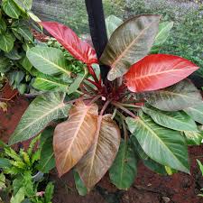 images (7)