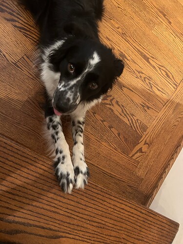 9b5e113d855c1ced6818083803bd420fb86bc345_2_375x500