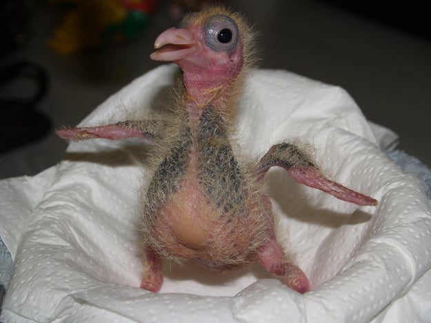 we-dont-see-a-lot-of-baby-pigeons-because-they-nest-in-very-v0-43fmgwh4f7k51