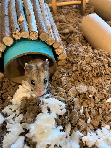 fccdc9849133fe1a83691cd7fcf2136da8015214_2_375x500