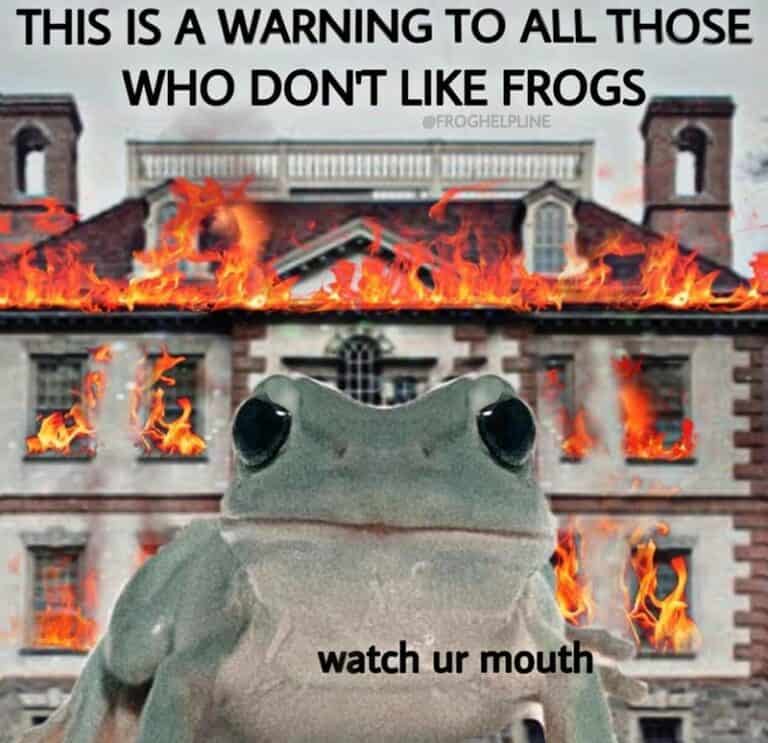 funny-frog-memes8-768x743-762820825
