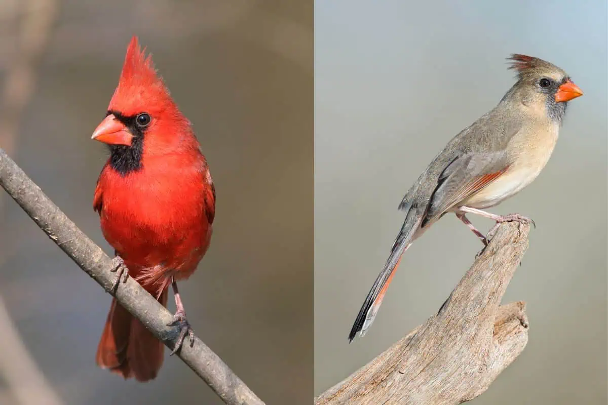 northern-cardinals